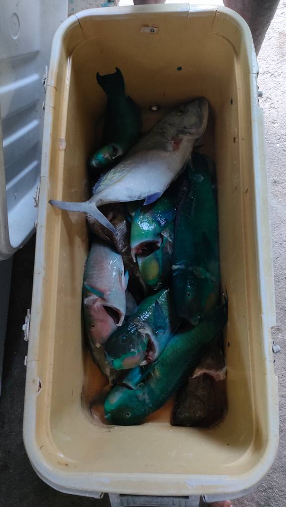 Poissons pêchés ce jour par Pau dans une glacière